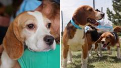 Watch: Hundreds of beagles rescued from Wisconsin breeding facility being rehomed
