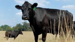 What’s causing record high US beef prices?