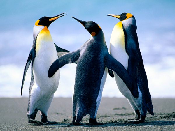 OpenStation Blog: Drag, Drop, Preview: How a Post Gets Written in OpenStation